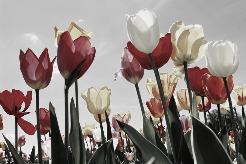 Tulip Garden